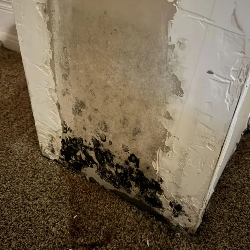 Professional Mold Removal in Buckeye, AZ